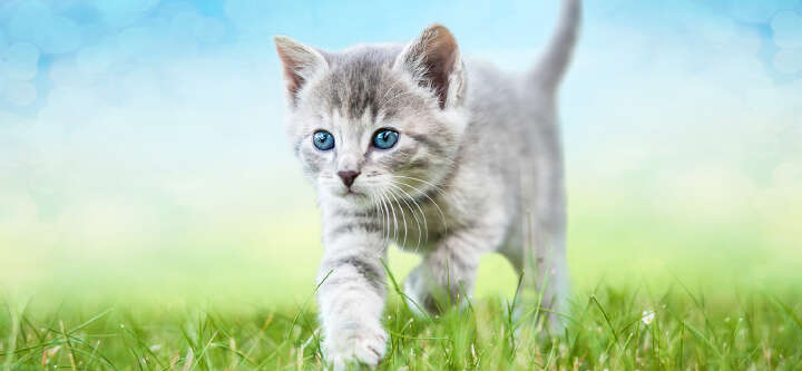 tierliebe katzenfutter themen e banner